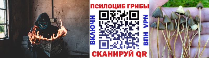Купить где  Белокуриха  Псилоцибиновые грибы прущие грибы 